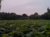 hangzhou0239_small