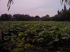 hangzhou0240_small