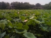 hangzhou0241_small